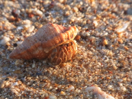 Hermit crab on the sand 
