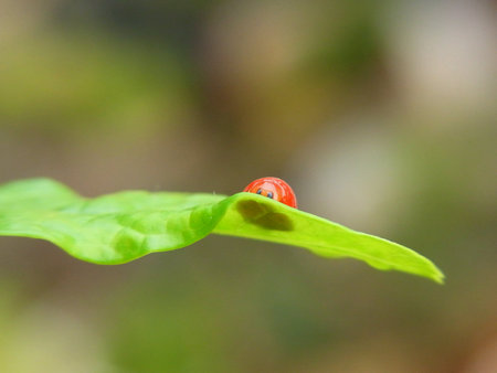 Lady bird on the leafの素材