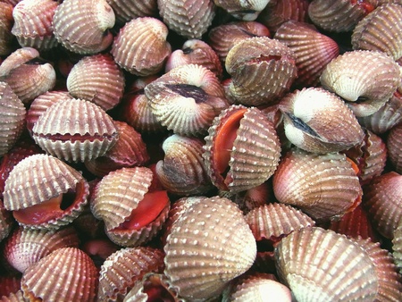 Blood cockle