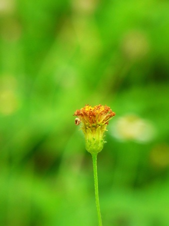 Grass flowerの素材