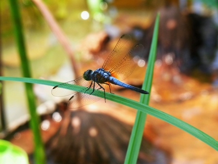 Close up of dragonflyの素材