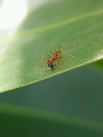 Ant eatting insectの素材