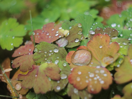 water drops on red leaf. soft background.