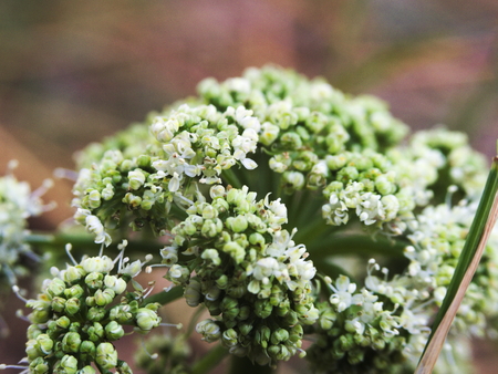 Macro shot of white sea kaleの写真素材