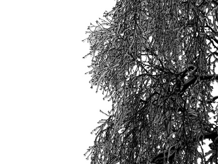 tree branch without leaves in winter in the white backgroundの写真素材