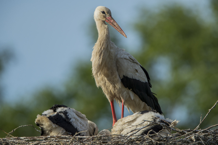 White storks (Ciconia ciconia) in the nestの写真素材