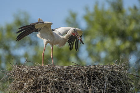 White stork (Ciconia ciconia) in the nestの写真素材