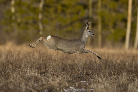 Roebuck (Capreolus capreolus)の写真素材