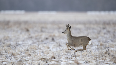 Roebuck (Capreolus capreolus)の写真素材