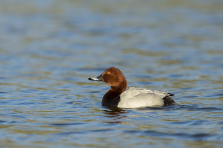 Common pochard (Aythya ferina)の写真素材