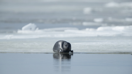 Ringed seal (Pusa hispida)の写真素材