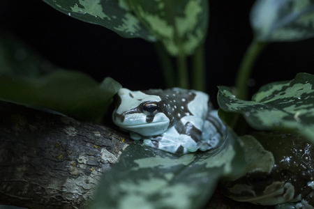 Amazon milk frog or also known as Mission golden-eyed tree frog (Trachycephalus resinifictrix)の写真素材