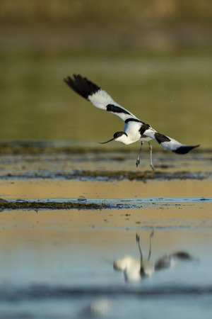 Pied avocet (Recurvirostra avosetta)の写真素材