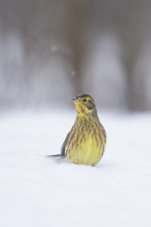 Yellowhammer in snow (Emberiza citrinella)の写真素材