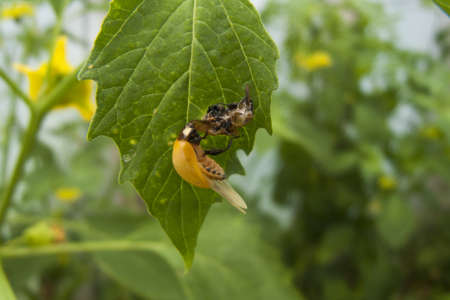 ladybug adult hatchingの写真素材
