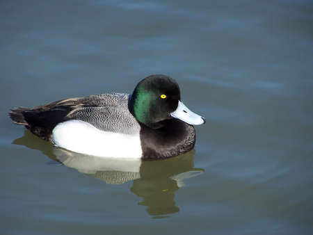 Greater scaup duck just swimming alongの写真素材