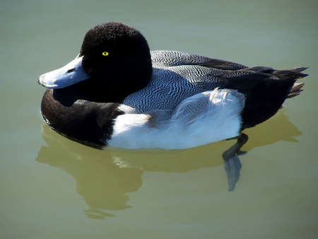 Greater scaup duck floating in a pondの写真素材