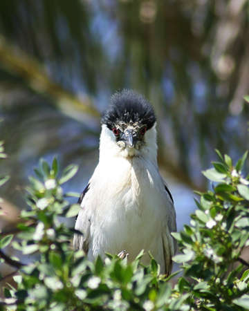 Black crowned night heron with ruffled feathers, looking rather annoyedの写真素材