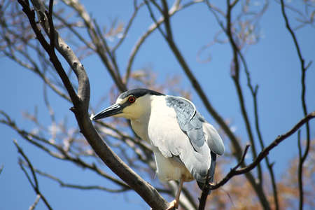 Black crowned night heron in a treeの写真素材