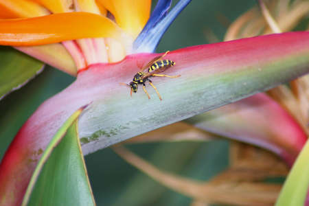 A yellowjacket wasp on a bird of paradise plantの写真素材
