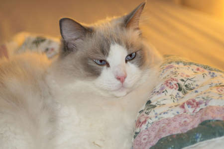 A Long Haired White Ragdoll Cat With Blue Eyes Royalty Free
