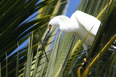 Snowy egret with a stick in its beak for the nest it is buildingの写真素材