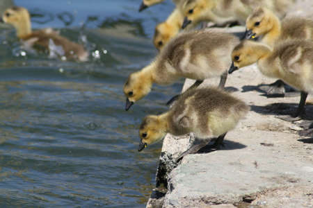 A gaggle of little Canada goslings, at the edge of a pond, preparing to jump into the waterの写真素材