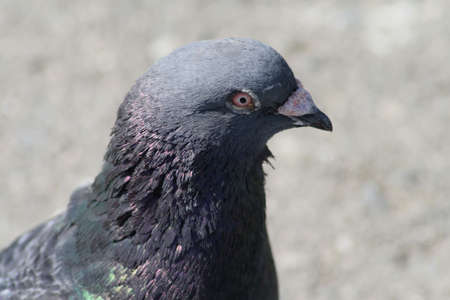 Close-up of a pigeon with rather intense eyes 