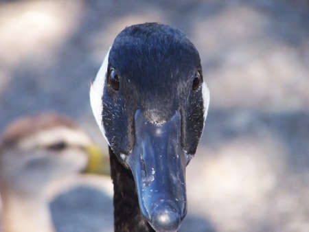 Close-up of a Canada goose face, looking directly at the cameraの写真素材