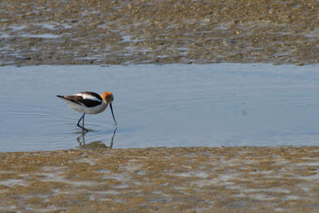 An American avocet, dipping its bill into the water, looking for foodの写真素材