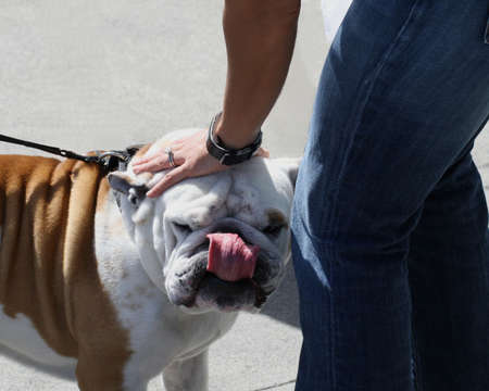 English Bulldog really enjoying a pat on the headの写真素材