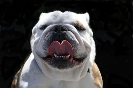 Straight on view of an English bulldog faceの写真素材