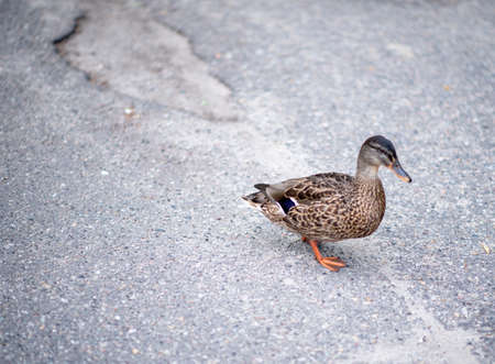 Beautiful duckling on the goの写真素材
