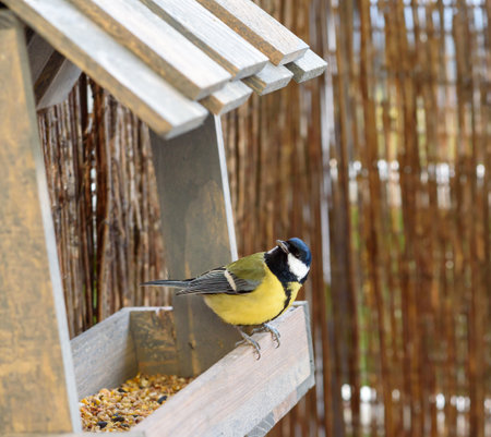 Titmouse sitting on the edge of a feeder, looking around curiously, close-upの写真素材