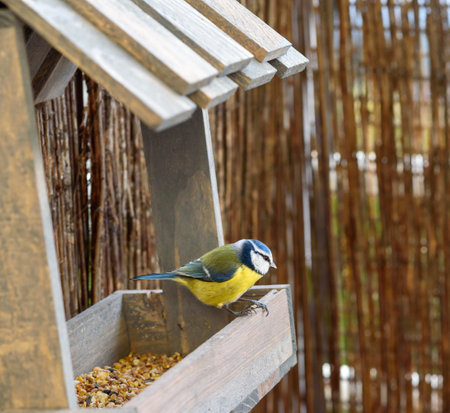 Eurasian Blue Tit sitting on the edge of a feeder, looking awayの写真素材
