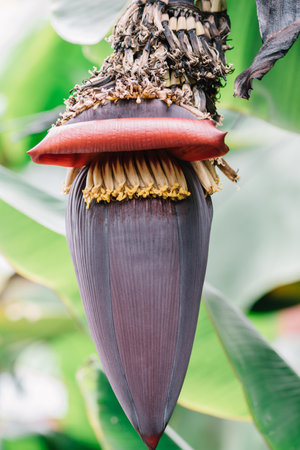 Banana flower, banana plantation, banana palm, hand of bananasの写真素材