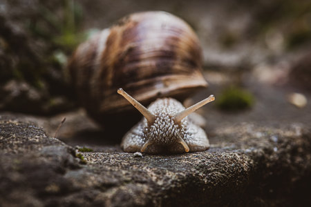 Snail in a close-up photoの写真素材