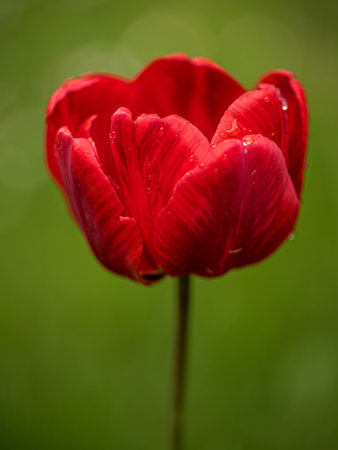 Beautiful red tulip on green backgroundの写真素材