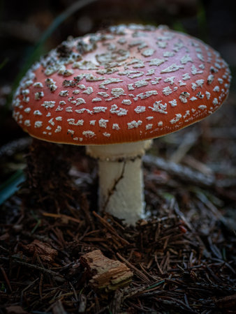 Toadstool, fly agaric in the autumn forest.の写真素材
