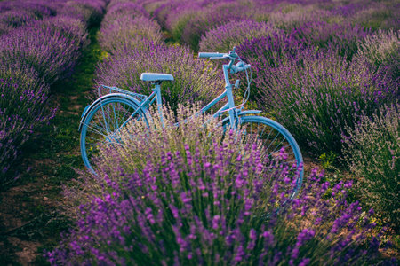 vintage bicycle on the lavender field, lavender plantation, beautiful lavender landscapeの写真素材