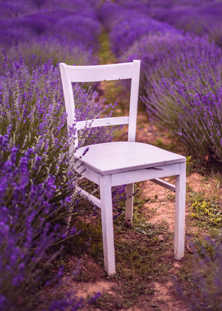 white chair on the lavender field, lavender plantation, beautiful lavender landscapeの写真素材