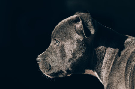 portrait of a Staffordshire terrier puppy, black and white dog portraitの写真素材