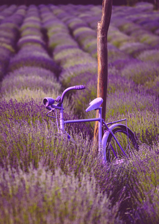 vintage bicycle on the lavender field, lavender plantation, beautiful lavender landscapeの写真素材