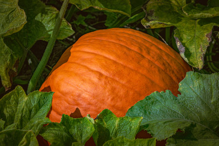 Fresh orange pumpkins on a farm field. Rural landscape. Ripe bright organic orange pumpkins for...