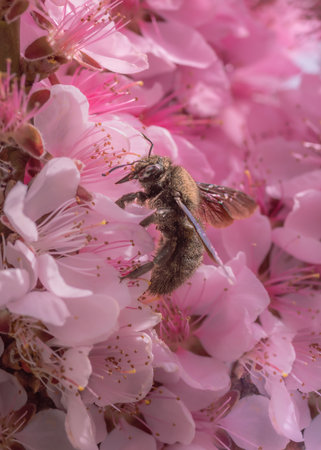 Bee and flower. Close up of a large striped bee collects honey on a flower. Macro bee photography. Summer and spring moodの写真素材