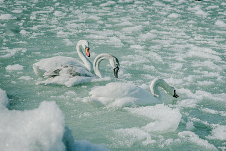 swans on the river in winter, swans on the river, nature series