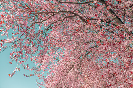 cherry blossom tree in spring time with blue sky background.