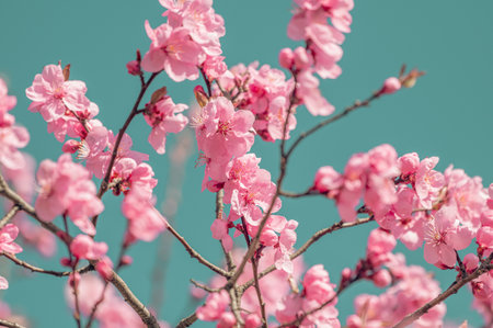 cherry blossom in spring, pink sakura flowers on blue sky backgroundの写真素材