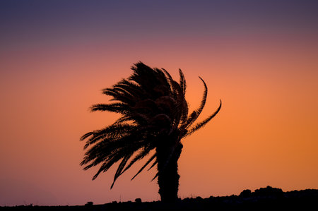 Beautiful orange sunset on the island of Lanzarote with palm trees. Paradise sunset. Sunset with...