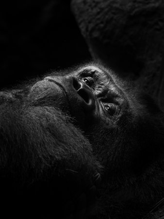 Close view of the face of a gorilla. Close-up portrait of a western lowland gorilla (gorilla gorilla gorilla)の写真素材